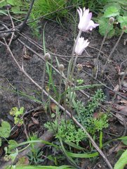 Knowltonia tenuifolia