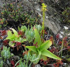 Bulbine latifolia