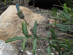 Gazania linearis linearis