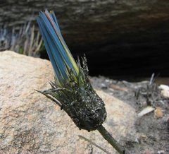 Gazania linearis linearis