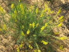 Lebeckia sepiaria