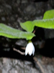 Styrax platanifolius