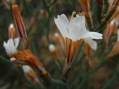 Limonium longifolium