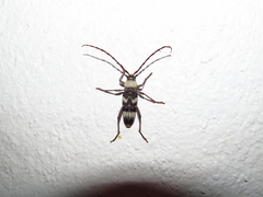 Megacyllene antennata