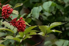 Sambucus sibirica