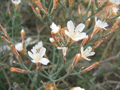 Limonium longifolium