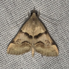 Hemeroplanis incusalis