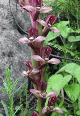 Disa ophrydea
