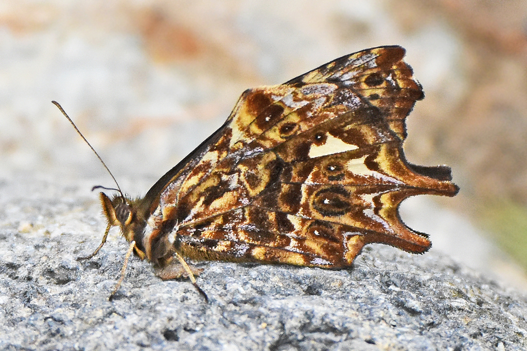 Daedalma dinias