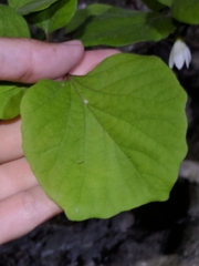 Styrax platanifolius