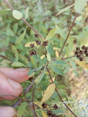 Spiraea crenata