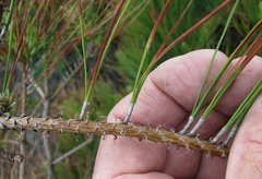 Pinus elliottii elliottii