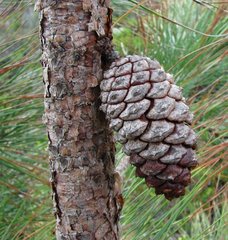 Pinus elliottii elliottii