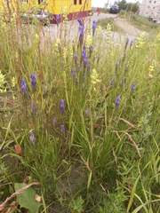 Gentianopsis barbata