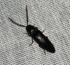 Dicrepidius corvinus