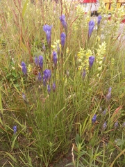 Gentianopsis barbata