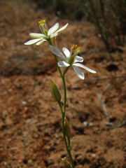 Ornithogalum hispidum