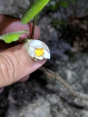 Styrax platanifolius