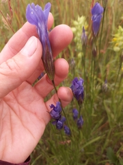 Gentianopsis barbata