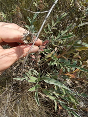 Psephellus sibiricus