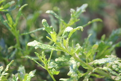 Aceria baccharipha
