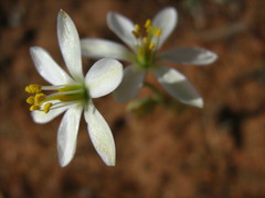 Ornithogalum hispidum