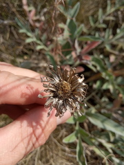 Psephellus sibiricus