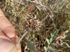 Psephellus sibiricus