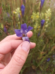 Gentianopsis barbata