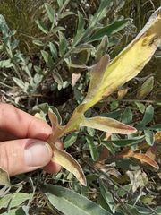 Psephellus sibiricus