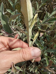 Psephellus sibiricus