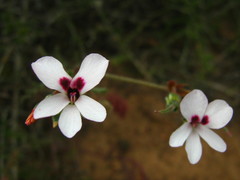 Pelargonium senecioides