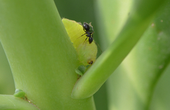 Nylanderia bourbonica