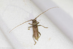 Eburia mutica
