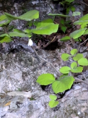 Styrax platanifolius