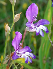 Sparaxis metelerkampiae