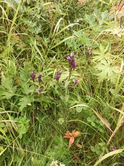 Gentianella auriculata