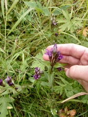 Gentianella auriculata