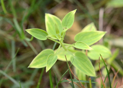 Rubia cordifolia