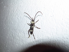 Megacyllene antennata