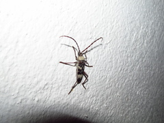 Megacyllene antennata