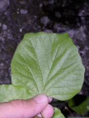 Styrax platanifolius