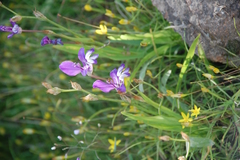 Sparaxis metelerkampiae