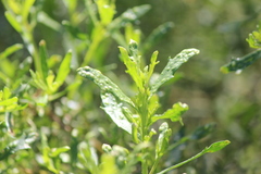 Aceria baccharipha