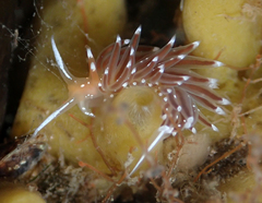 Sakuraeolis enosimensis