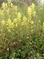 Rhinanthus serotinus