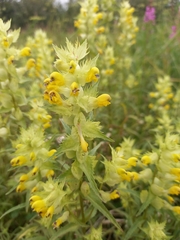 Rhinanthus serotinus