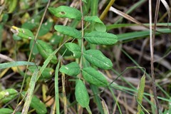 Astragalus glycyphyllos