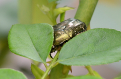 Protaetia brevitarsis