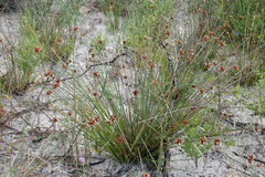 Hellmuthia membranacea